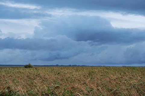 Reed, thatch (Phragmites australis) on the lagoon, dark rain clouds (Nimbostratus), Ahrenshoop,