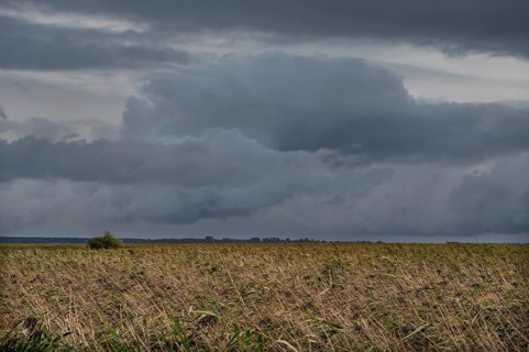 Dark rain clouds (Nimbostratus) above the lagoon, reed, thatch (Phragmites australis), Ahrenshoop,