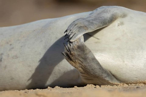 Common seal (Phoca vitulina) adult animal resting on a beach close up of its front flippers