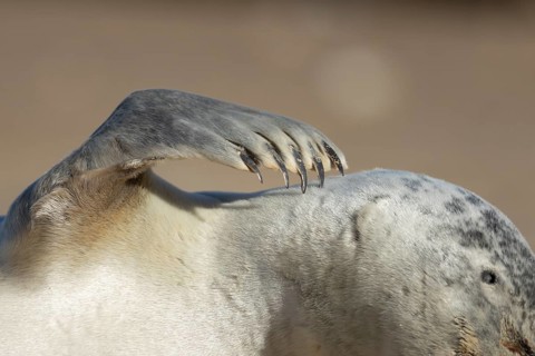 Common seal (Phoca vitulina) adult animal resting on a beach close up of one of its front flippers,
