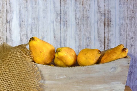 Picturesque still life with quinces, autumn, Germany