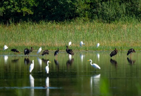 Black storks (Ciconia nigra) and great egret (Ardea alba) in the shallow water zone of a pond,