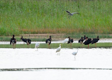Black storks (Ciconia nigra) and great egret (Ardea alba) in the shallow water zone of a pond, gray
