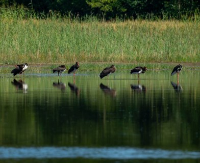 Black storks (Ciconia nigra) stand in the shallow water zone of a pond, Lower Saxony, Germany
