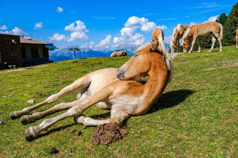 Free-grazing horses on an alpine pasture near the Acherkogel in the Stubai Alps in Hochoetz, Ötz,