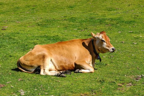 Free-grazing cows on an alpine pasture near the Acherkogel in the Stubai Alps in Hochoetz, Ötz,