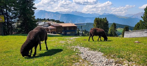 Free-grazing sheep on an alpine pasture near the Acherkogel in the Stubai Alps in Hochoetz, Ötz,