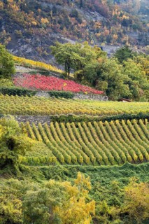 Terraced vineyards in colourful fall colours, yellow, orange and red. Rhone Valley, Valais,