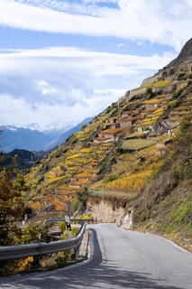 Terraced vineyards in colourful fall colours, yellow, orange and red. A tar road is leading down to
