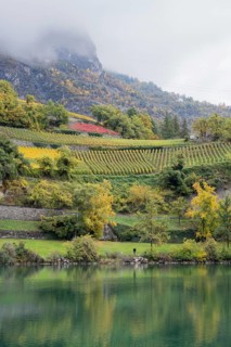 Terraced vineyards in colourful fall colours, yellow, orange and red. In foreground reflection of