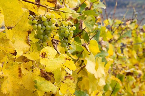 Wine grapes surrounded between colourful leaves in fall colours, yellow, orange and red. Rhone