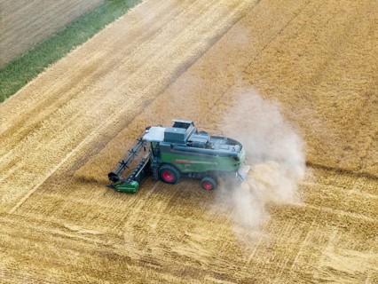 A combine harvester works in a cornfield and stirs up dust during harvesting, basket in Remstal,