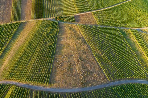 Detailed view of partly rubble vineyards with rows of green vines, sunny summer atmosphere, sheep