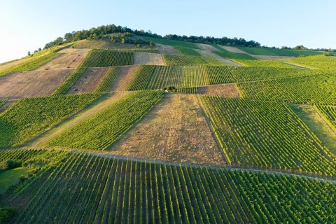 Partially cleared vineyards stretch over the hills, green vineyards under summer skies, sheep at