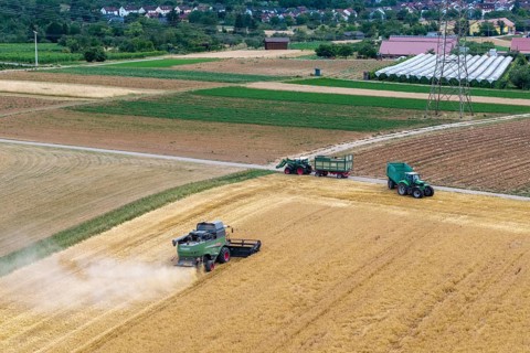 Harvester and tractor with trailer harvesting in a rural field near a village, Korb im Remstal,