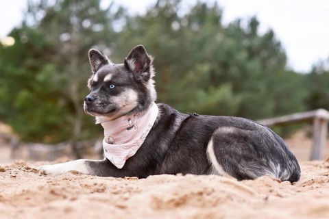 Portrait of cute French Bulldog x Siberian Husky dog mix with neckerchief