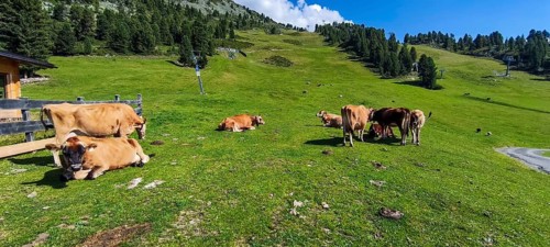 Free-grazing cows on an alpine pasture near the Acherkogel in the Stubai Alps in Hochoetz, Ötz,