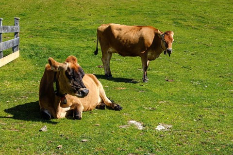 Free-grazing cows on an alpine pasture near the Acherkogel in the Stubai Alps in Hochoetz, Ötz,