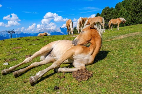 Free-grazing horses on an alpine pasture near the Acherkogel in the Stubai Alps in Hochoetz, Ötz,