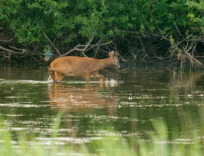 Deer (Capreolus capreolus), young roebuck runs through the shallow water zone of a lake, kingfisher