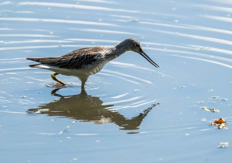Green thighs (Tringa nebularia) looking for food in the shallow water zone of a body of water,