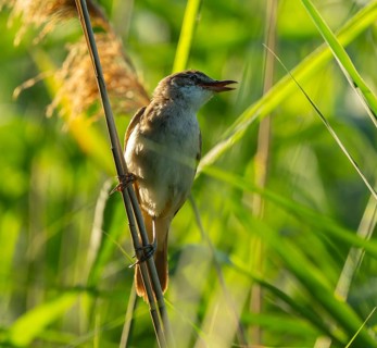 Thrush warbler (Acrocephalus arundinaceus) on a reed, reed (Phragmites australis), Lower Saxony,