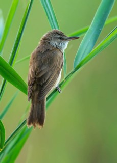 Thrush warbler (Acrocephalus arundinaceus) on a reed, reed (Phragmites australis), Lower Saxony,