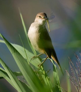 Bluebird (Acrocephalus arundinaceus) on a reed stalk, reed (Phragmites australis), with prey
