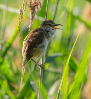 Thrush warbler (Acrocephalus arundinaceus), singing, on a reed, reed (Phragmites australis), Lower