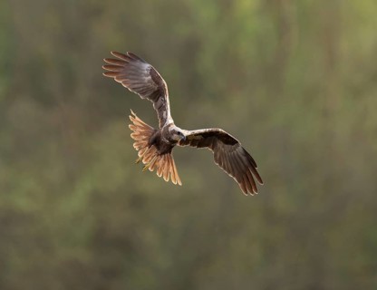 Harrier (Circus aeruginosus), female looking for food flying Lower Saxony, Germany