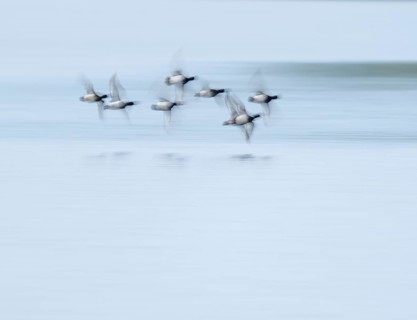 Heron duck (Aythya fuligula), heron flying over a lake, motion blur, long exposure, pull, mopping