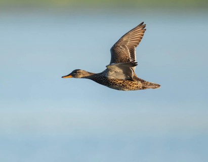 Schnatter duck (Mareca strepera), female flying across a lake, Lower Saxony, Germany
