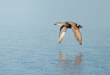 Schnatter duck (Mareca strepera), male flying across a lake, Lower Saxony, Germany