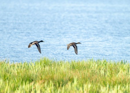 Mallard (Anas platyrhynchos), male and female flying across a lake, Lower Saxony, Germany