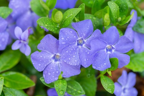Small evergreen (Vinca minor), blooming, Lower Saxony, Germany