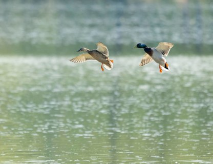 Mallard (Anas platyrhynchos), female and male flying across a lake, Lower Saxony, Germany