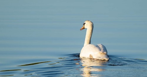 Silted swan (Cygnus olor) swimming on a lake, blue water, Lower Saxony, Germany