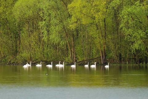 Humped swans (Cygnus olor) swimming on a lake, green forest, willows (Salix), spring, Lower Saxony,
