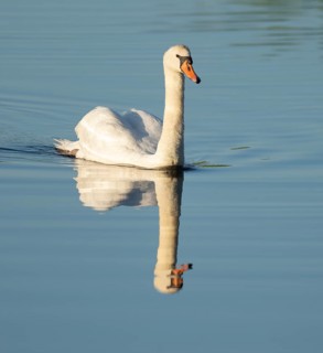 Silted swan (Cygnus olor) swimming on a lake, blue water, Lower Saxony, Germany