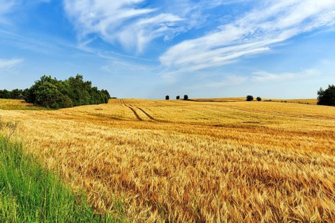 Golden yellow wheat field, harvest time, lanes of agricultural machinery, Cirrus, typical landscape
