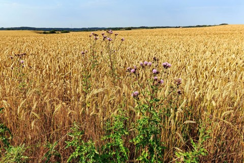 Golden yellow wheat field at harvest time, thistles in summer, detail, Midtjylland, Jutland,
