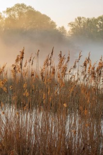 Reed (Phragmites australis), body of water, willows (Salix), forest, wetland with clouds of fog,