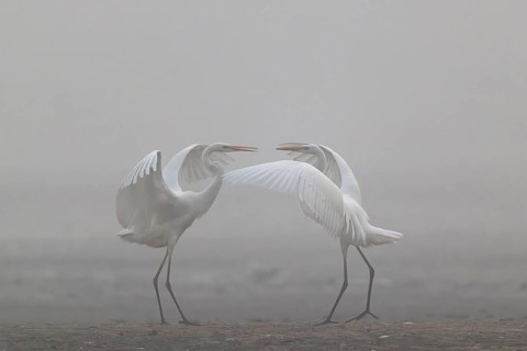 Great Egret, (Egretta alba) Warring Great Egret in the Mist, Lusatia, Saxony, Germany