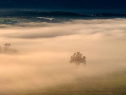 Tree, back light, sunny, morning light, autumn, autumn discoloration, fog, aerial view, Riegsee,