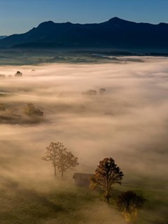 Trees, oaks, hut, sunny, morning light, autumn, autumn color, fog, aerial view, view of