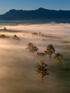 Trees, oaks, mountains, sunny, morning light, autumn, autumn discoloration, fog, aerial view, view