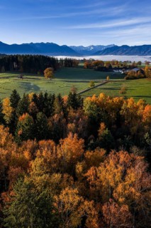 Trees, oaks, beech trees, sunny, morning light, autumn color, fog, aerial view, view of Zugspitze,
