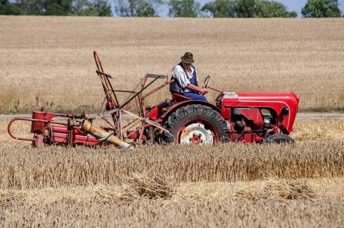 Older Allgaier-Porsche tractor with self-binder harvesting wheat at old-fashioned harvest festival