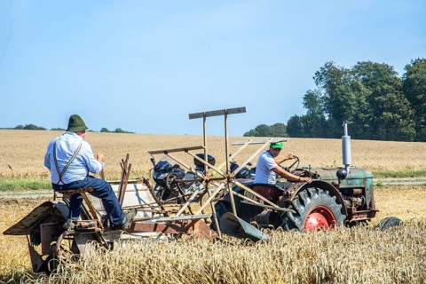 Older tractor-drawn self-binder harvesting wheat at old-fashioned harvest festival in Svenstorp,
