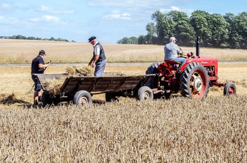 Older tractor with wagon in harvesting wheat at old-fashioned harvest festival in Svenstorp, Ystad